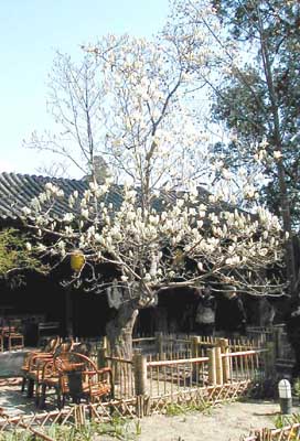 大觉寺玉兰