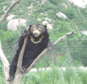 马来熊