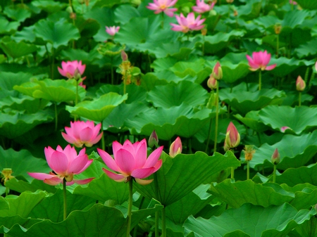 莲花池公园的荷花竞相怒放