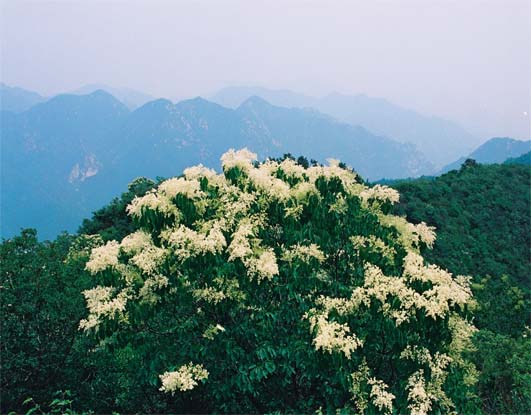 华北地区面积最大天然暴马丁香林