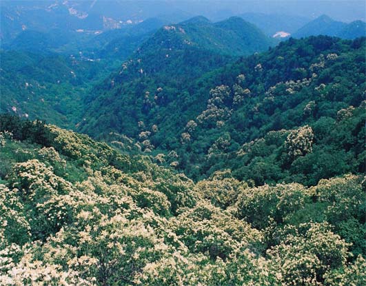 华北地区面积最大天然暴马丁香林