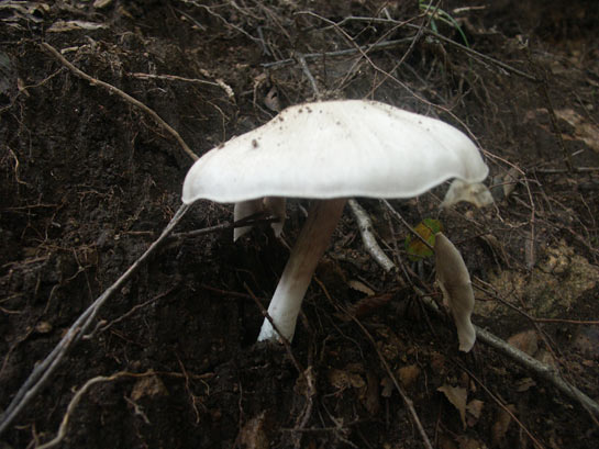 蘑菇