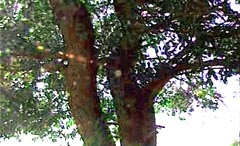 鸳鸯树