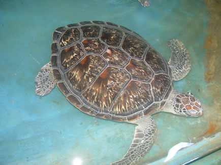 海龟馆