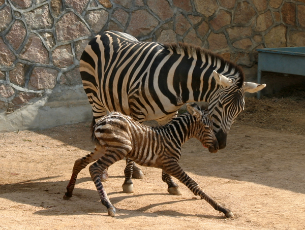 威海西霞口野生动物园－斑马