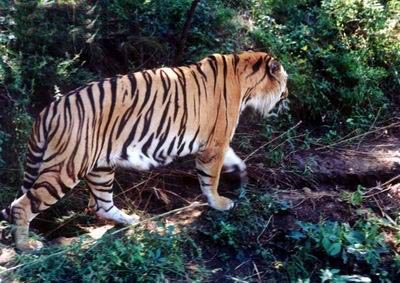 威海西霞口野生动物园-老虎