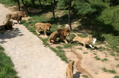 西霞口野生动物园－狮子