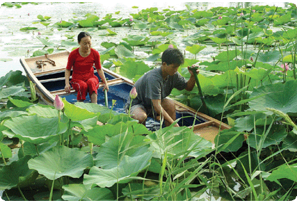 野生禽鸟湿地乐园