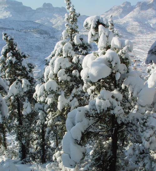 雪景