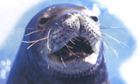 海狮表演馆