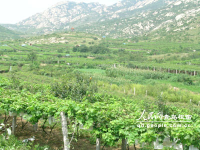 青岛大泽山葡萄节