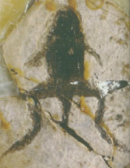 山旺的两栖类化石