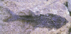 山旺的鱼化石