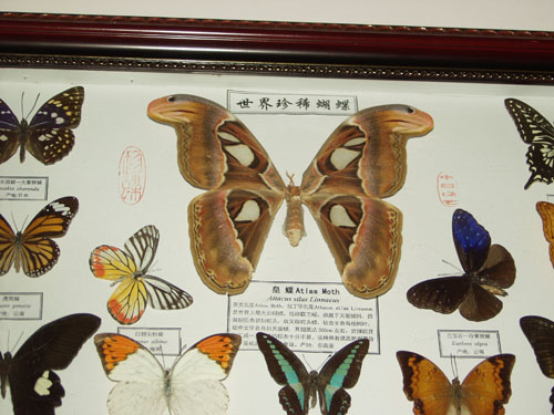 蝴蝶标本厅