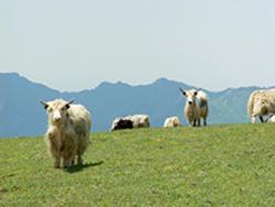 华北小西藏——云顶山真武草原