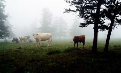 荷叶坪风景区