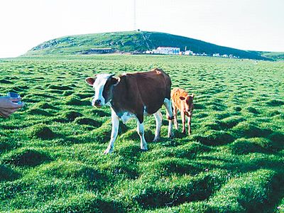 荷叶坪风景区