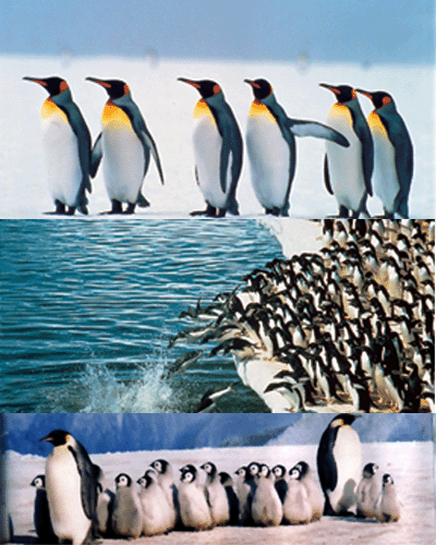 南极的象征企鹅