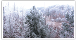 莲花山雪景