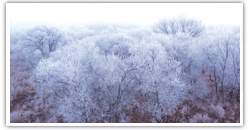 莲花山雪景