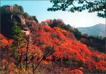 五女峰枫叶