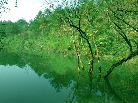 龙兴岛