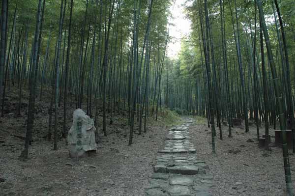 南山竹海