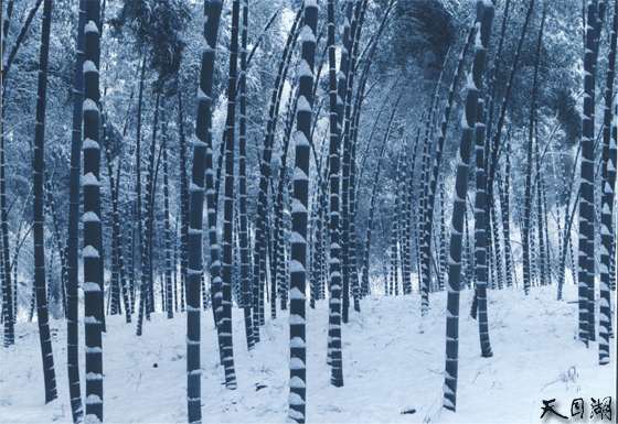 青屏含雪-冬之竹海