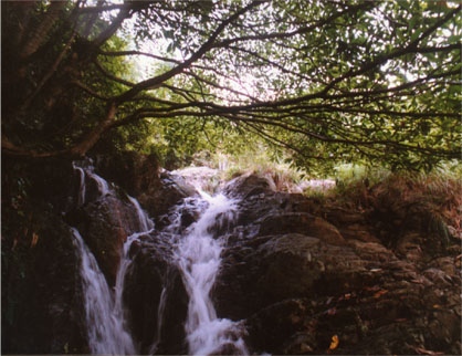 野树恋泉