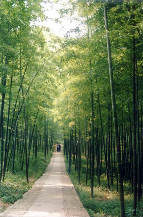 大奇山竹林