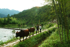 金鸡山