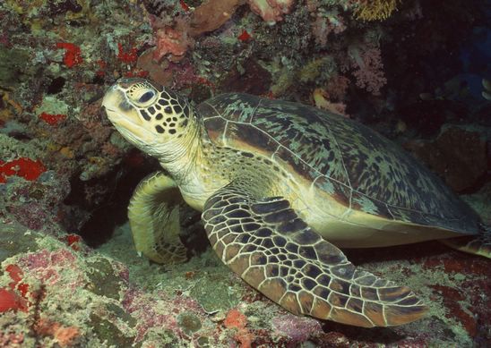 海洋中的寿星——海龟
