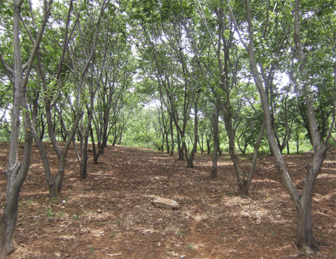 栗林浓荫(乐涧套景区)