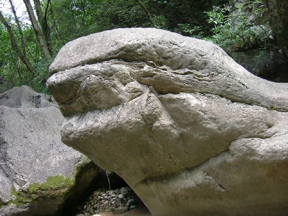 神龟探水