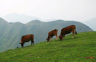 天山大草原景色