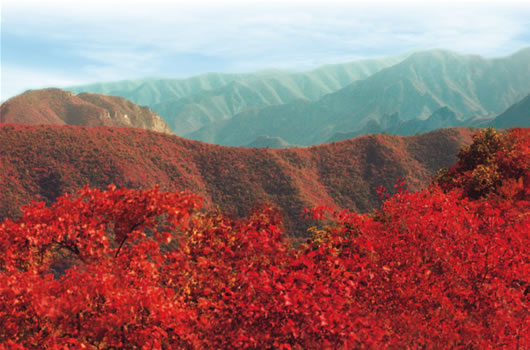 焦作青龙峡满山红叶