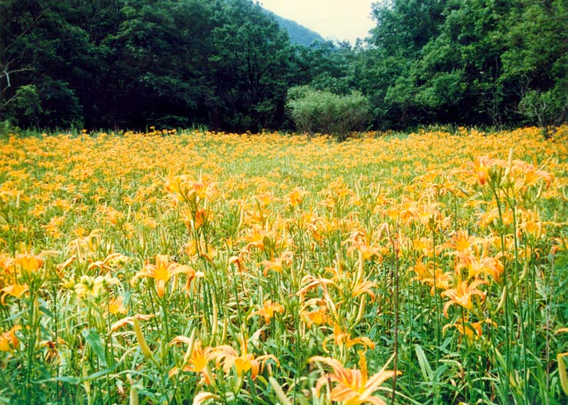 千亩野生黄花菜