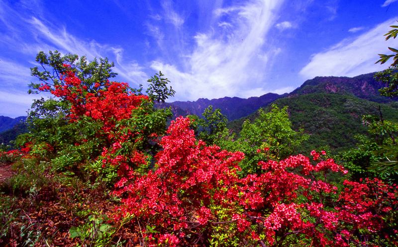 杜鹃岭