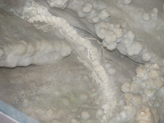 雪花洞蛇化石