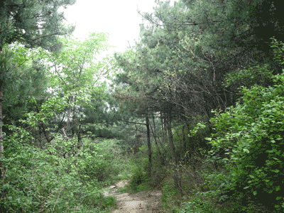 五峰山林海