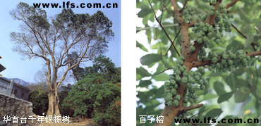 植物景观