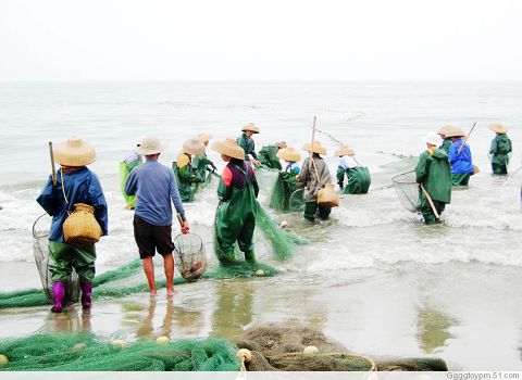 阳江海滩捕鱼活动--拉地网