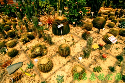 沙漠植物园