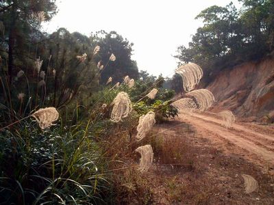 南山古香林