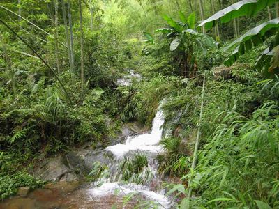 叫水坑原始森林