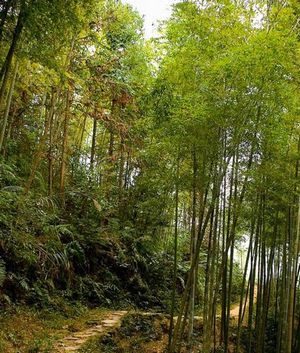 叫水坑原始森林