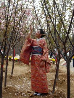 广州雕塑公园樱花节