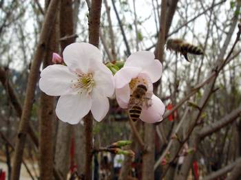 广州雕塑公园樱花节