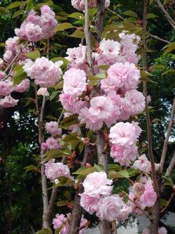 广州雕塑公园樱花节