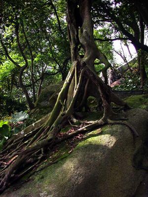 马山仙境